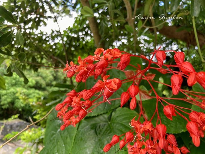 ヒギリ（緋桐）の花