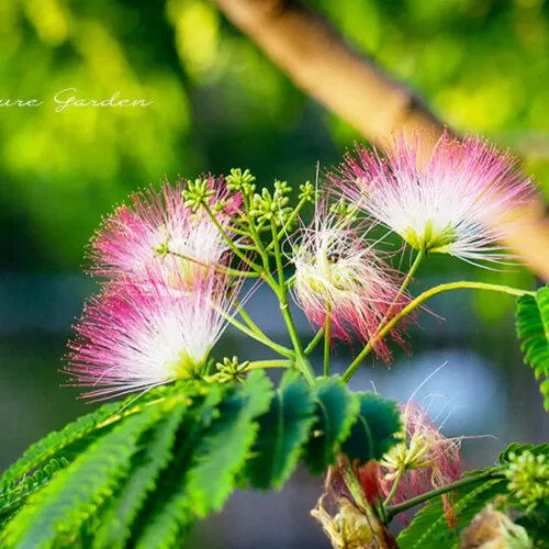 ネムノキ（合歓の木）Silk tree