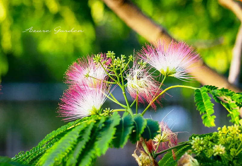 ネムノキ(合歓の木)Silk tree