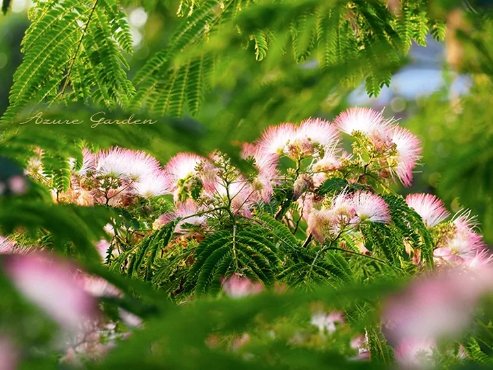 ネムノキ(Silk Tree)