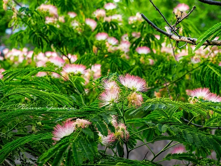 ネムノキ(Silk Tree)