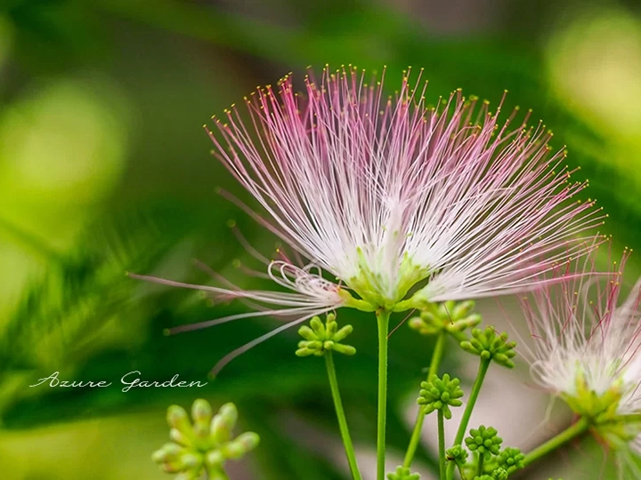 ネムノキ(Silk Tree)