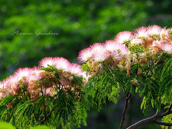 ネムノキ(Silk Tree)