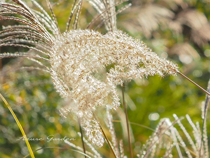 開花後にふんわりと広がるススキの穂