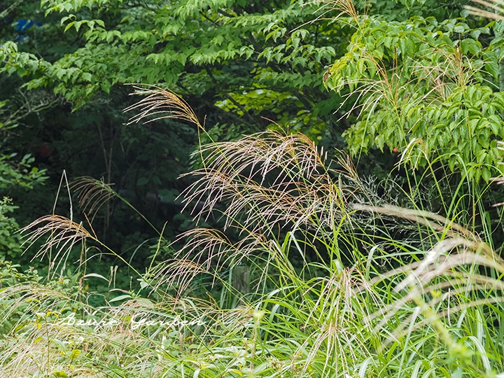 ススキ(芒)
