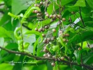 ヘクソカズラの実