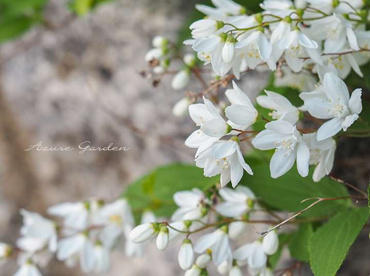 ヒメウツギ（姫空木）- Slender deutzia
