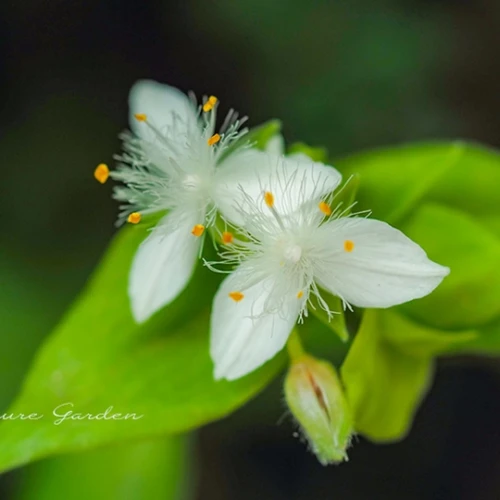トキワツユクサ（常盤露草）- Small leaf spiderwort