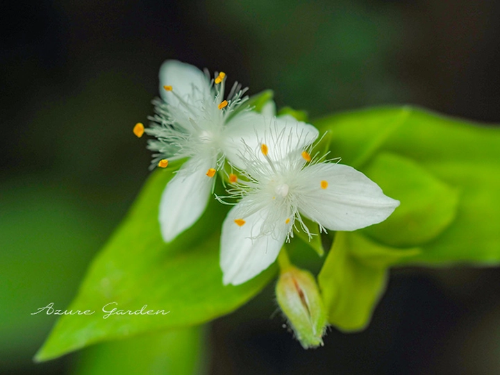 トキワツユクサ（常盤露草）- Small leaf spiderwort