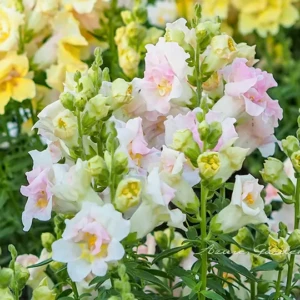 キンギョソウ（金魚草）｜直立した花穂が美しい春の花