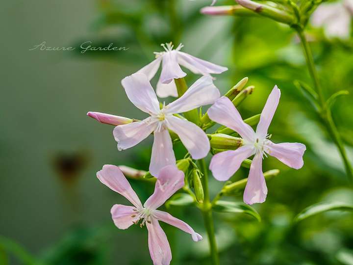 サボンソウの淡いピンクの花（Common Soapwort）、6月の庭に咲く夏の花