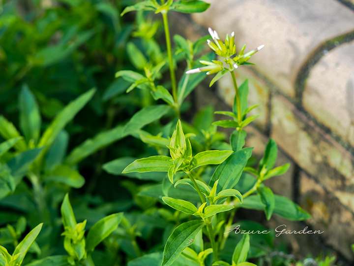 泡立つ根を持つサボンソウ（Saponaria officinalis）の花、石鹸として使われた歴史をもつ植物