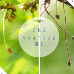 ソメイヨシノの実はならない？ 花後に見える「名残のかたち」