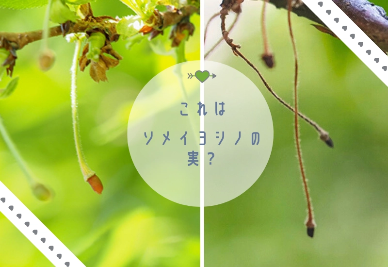 ソメイヨシノの花後