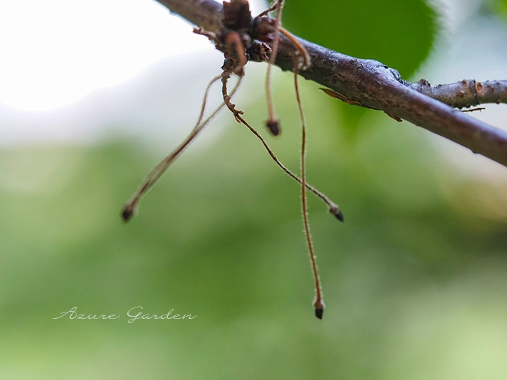 ソメイヨシノの実 - 大阪市にて 2025.5.8撮影