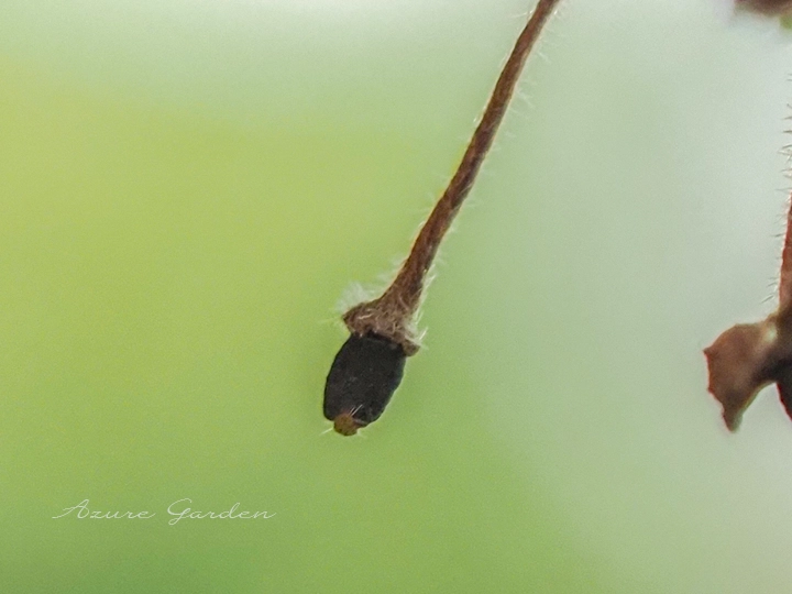 ピントを合わせるのが難しいほど小さな実でした。