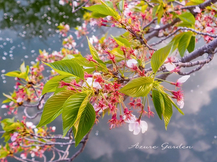 葉桜のソメイヨシノ