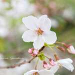 サクラ（桜）