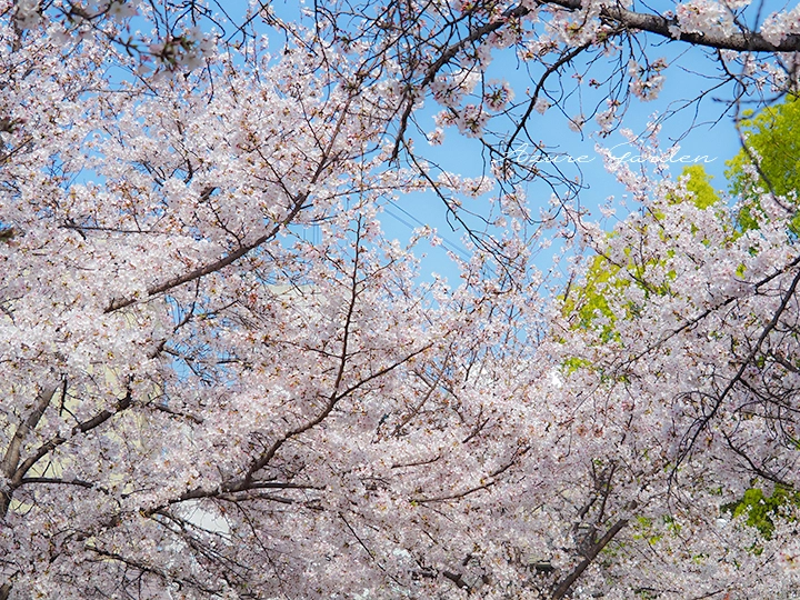 一斉に咲くソメイヨシノ