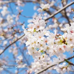 ワシントンの桜｜日本から贈られた友好のシンボル
