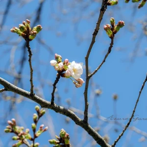 【植物に学ぶ】ソメイヨシノから学ぶ天然樹脂いろいろ