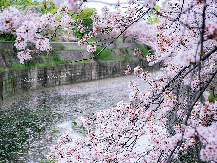 桜と日本文化｜和歌に詠まれたヤマザクラと「もののあはれ」 – Azure