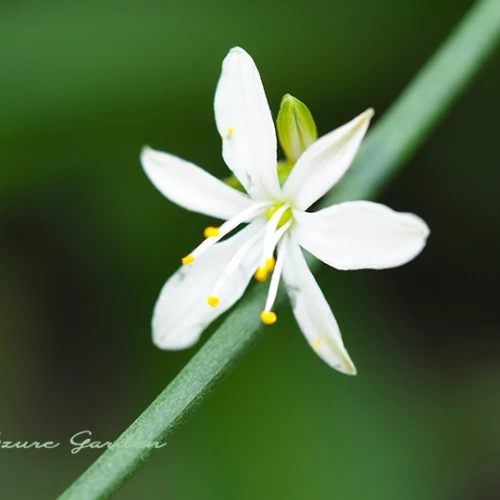 オリヅルラン（折り鶴蘭）- Spider Plant