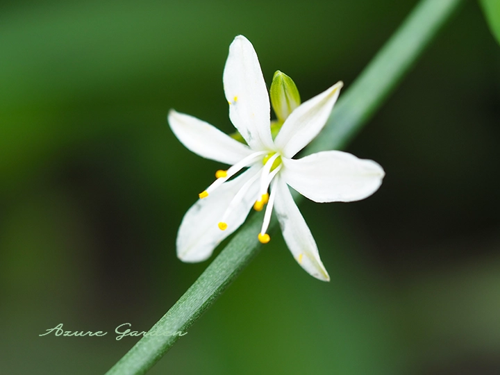 オリヅルラン（折り鶴蘭）- Spider Plant