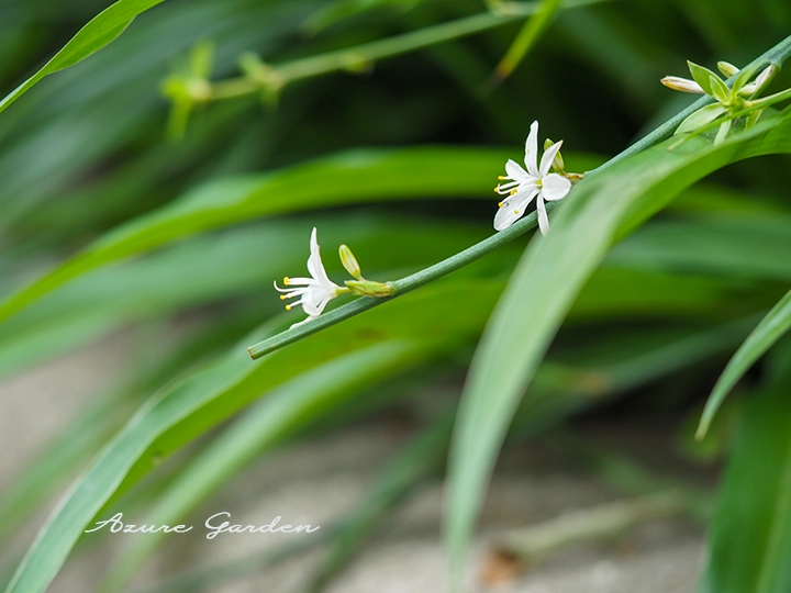 細い花茎から小さな白い花を咲かせるオリヅルラン