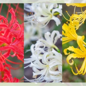 ヒガンバナ三色｜赤・白・黄の花の特徴と違い