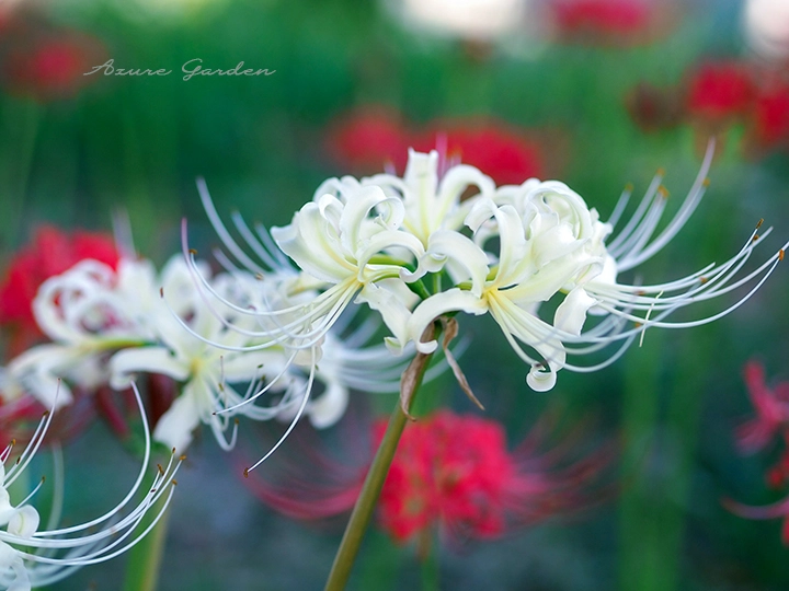 シロバナマンジュシャゲ(White Spider lily)