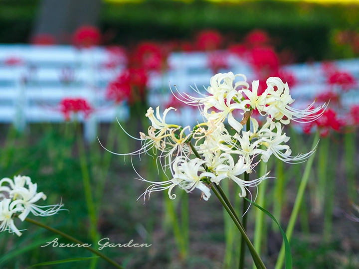赤と白の彼岸花