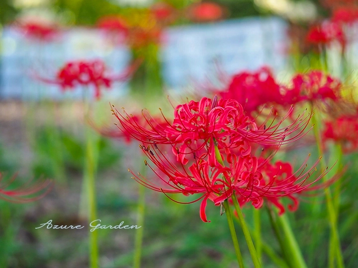 ヒガンバナ(彼岸花)- Spider lily