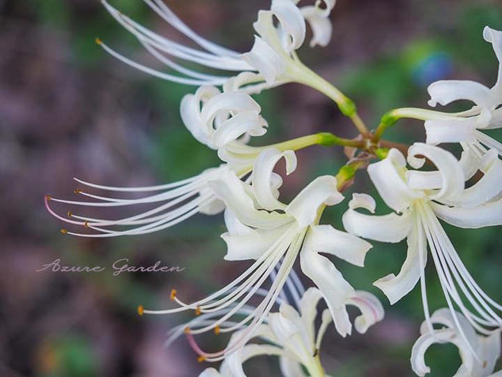 シロヒガンバナ(白彼岸花)- White Spider lily