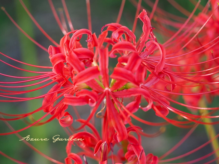 蜘蛛のような独特の花姿のヒガンバナ