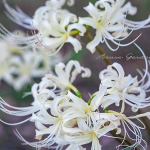 シロバナヒガンバナ（白花彼岸花）| 清らかに咲く秋の花