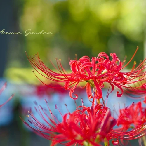 ヒガンバナ（彼岸花）- Spider lily