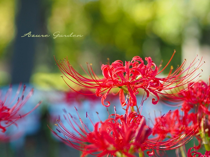ヒガンバナ（彼岸花）- Spider lily
