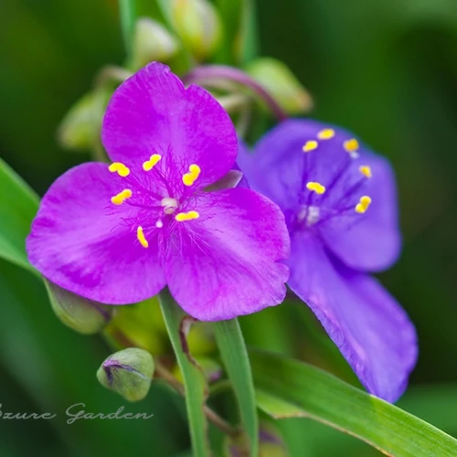 ムラサキツユクサ（紫露草）- Spiderwort