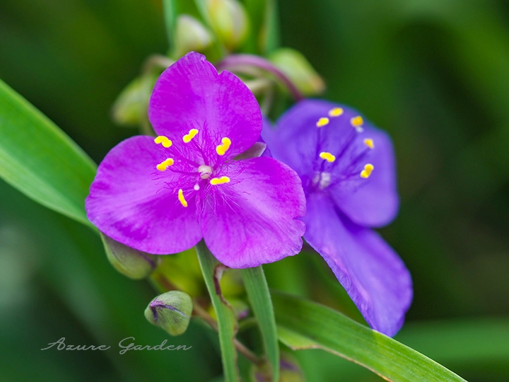 ムラサキツユクサ（紫露草）- Spiderwort