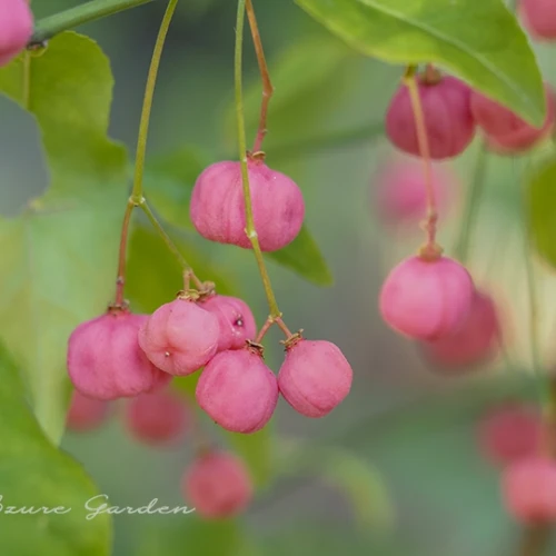 マユミ（真弓）- Hamilton's spindletree