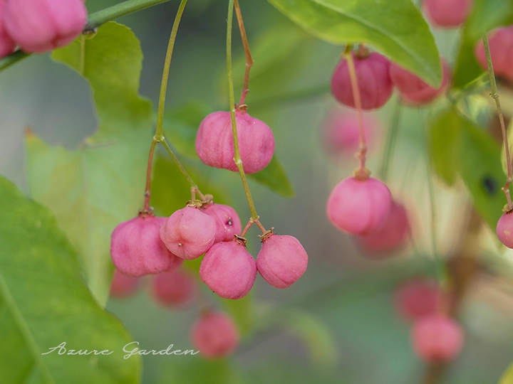 マユミ（真弓）- Hamilton's spindletree