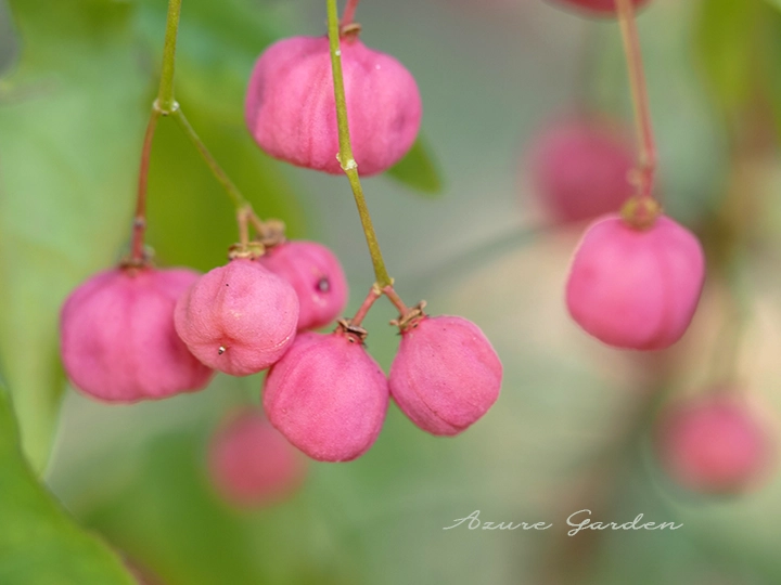 ピンクの四角い実が可愛らしいマユミ（真弓）