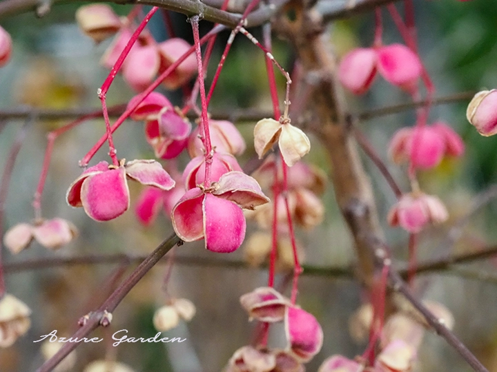 熟して破裂した後の様子　2026.1