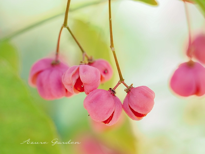 赤い実がピンクの殻から顔を覗かせている様子