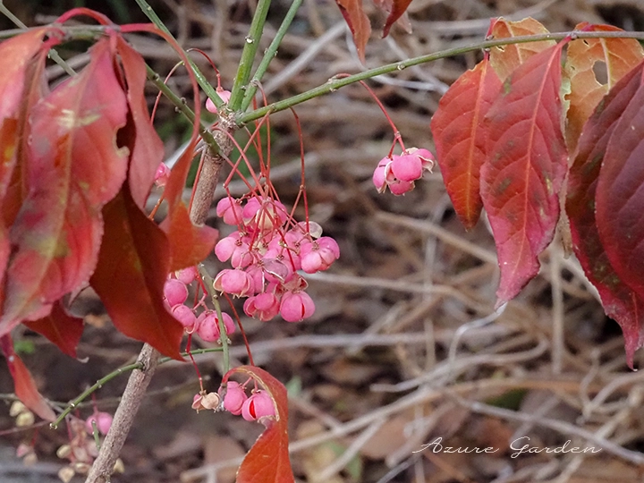 マユミの実と紅葉