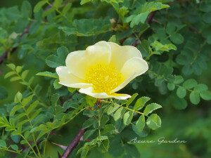 ロサ クサンティナ スポンタネア(Rosa xanthina spontanea)