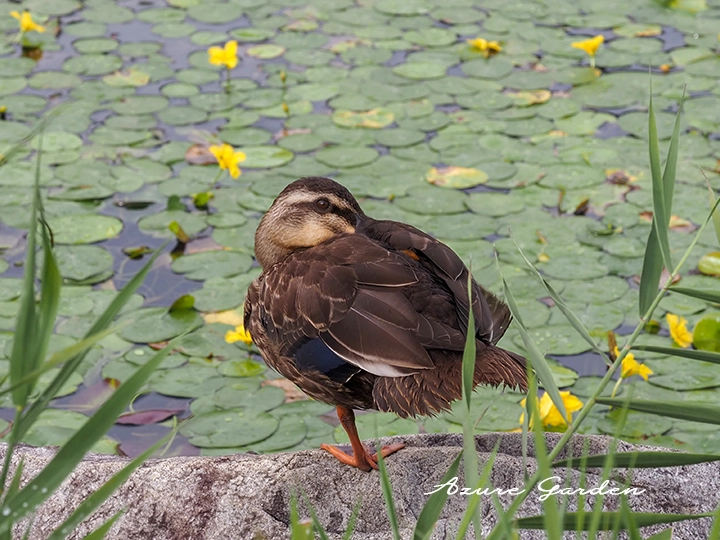 湖の辺りで肩足立でくつろぐカルガモ