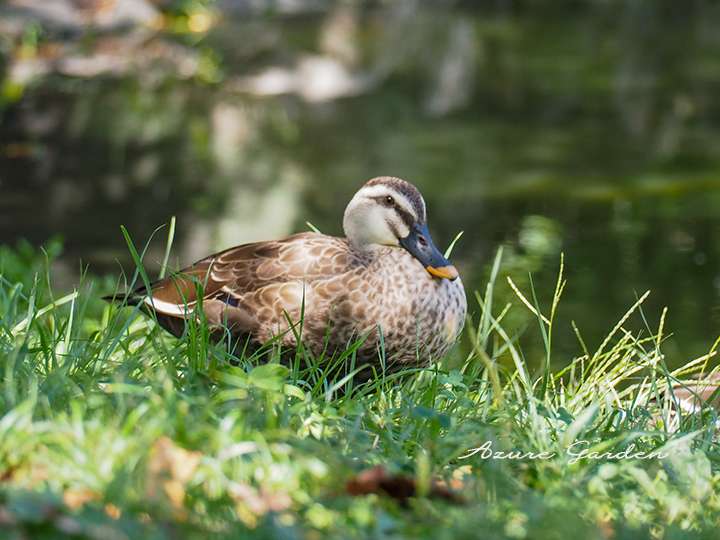 カルガモ(Spotbill Duck)