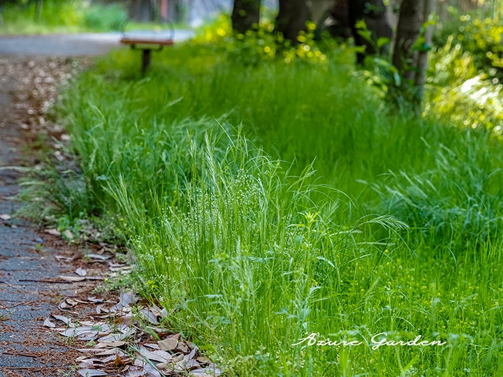初夏の散歩道に広がる野草たち